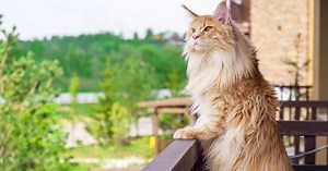 Chat, fenêtres et balcons : comment le protéger des chutes ?