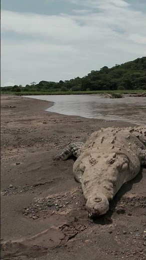 The Sound of a Crocodile You Rarely Hear #wildlife