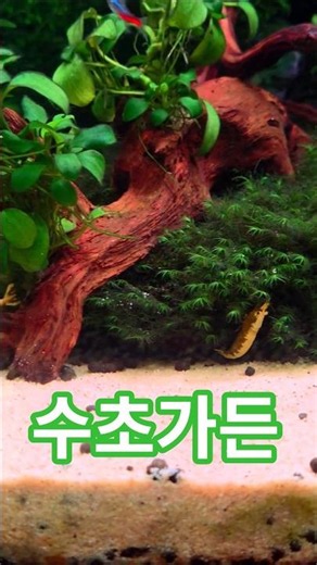 🌲숲 #네온테트라 #아쿠아리움 #수초항 #aquarium # #aquascape #水族館 #underwater #fishtank #베타 #숲 #열대어 # #Tropical #힐링