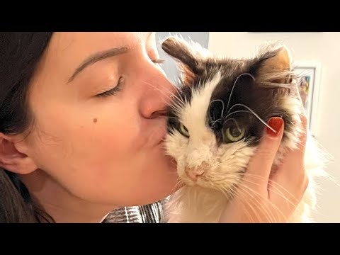 A shelter cat's fairy tale ending