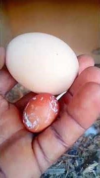 What are Fairy eggs and why do chickens lay them? #eggprice #eggs #homesteading
