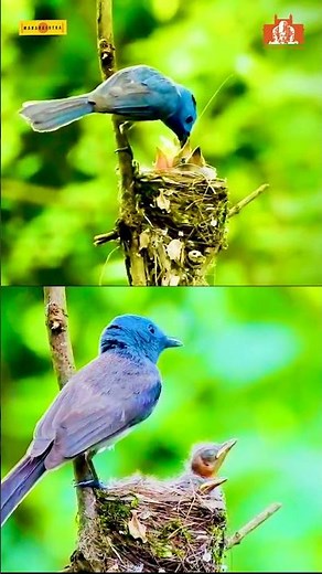 Karnala Bird Sanctuary