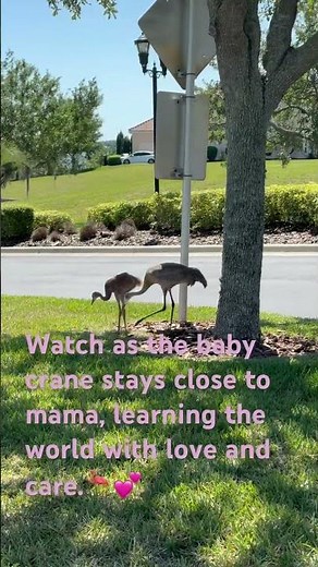 "Up Close with Baby Sandhill Crane & Mama | Heartwarming Florida Wildlife Moment 🦩💖#BabyCrane#Nature