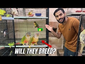 2 Weeks Challenge On How To Breed Conures 😍