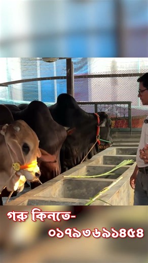 এই খামারে সুন্দর সুন্দর শাহীওয়াল গরু পাওয়া যাবে ❤️