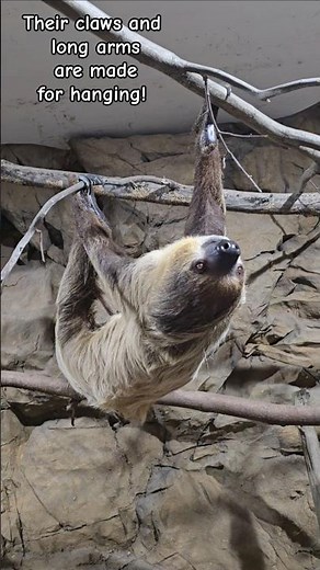 Why do sloths 🦥 move so slowly? Watch to see their speed!