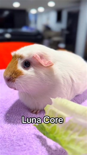 Luna Core Pt.1 😂 . . . . . #petsoftiktok #funnyvideo #pet #fyp #guineapig #cute #cutepet #petlover #funny | Ychuan.pet