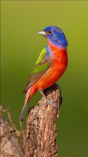Relaxing Colorful Bird Calls & Morning Chirping | Real Calming Forest Sounds with Vibrant Birds