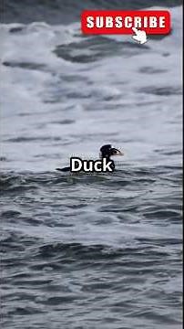 Labrador Duck: North America's First Extinct Bird#extinctanimals #shortsfeed #shortvideo #animals