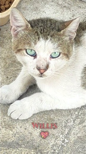 Greek Stray Cat Has Eyes Like the Sea 💙 #straycat #greekcats #cat #handsomecat #catsounds #meow