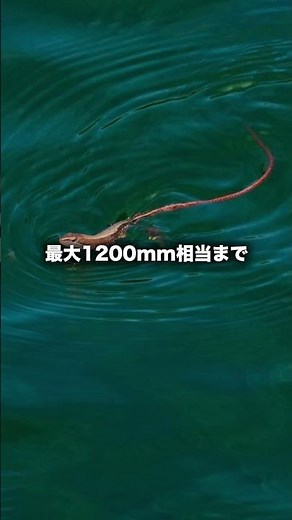 α:FE 100-400mm F5.6-8 OSS 製品レビュー by ワタナベカズマサ氏 (short ver.)【ソニー公式】