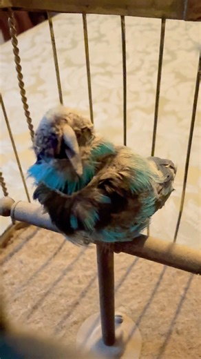 Dusty forgotten bird has haunting song.. 🧙‍♂️