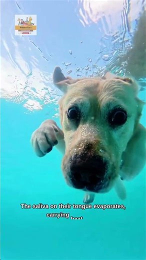 Why do dogs like to stick out their tongues? #fact #animal #dog