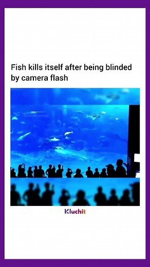 This is why flash photography are not allowed in aquariums. In clip, as the camera flashes get increasingly bright, one tuna fish appears to react badly to the constant flashing and reacts by ramming itself into the glass. The agitated sea creature sadly managed to knock itself out and reportedly died as a result. Aquarium tanks are usually made out of a highly reflective acrylic material and can negatively affect the vision of the fish on the other side of the glass. The fish cannot see the gla