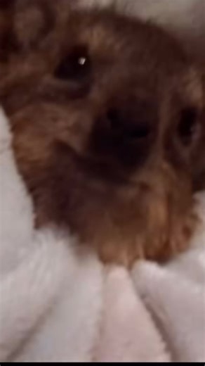 A beast #awawa #hyraxes #hyrax #screaming #dassie #screaming #capehyrax #awawacore #rockhyrax