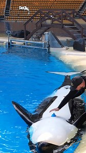 🇪🇸 El investigador del CNRS Angelo Torrente nos explica cómo funciona el electrocardiograma que realizamos a Morgan 💙. Este tipo de estudios, imposibles de hacer en el medio salvaje, nos permiten avanzar en el conocimiento del corazón de estos increíbles animales y comprender mejor su comportamiento en la naturaleza. Gracias a la ciencia y al cuidado diario, contribuimos a proteger la vida marina. 🐋✨ 🇬🇧 Researcher Angelo Torrente from CNRS explains how the ECG we performed on Morgan works 