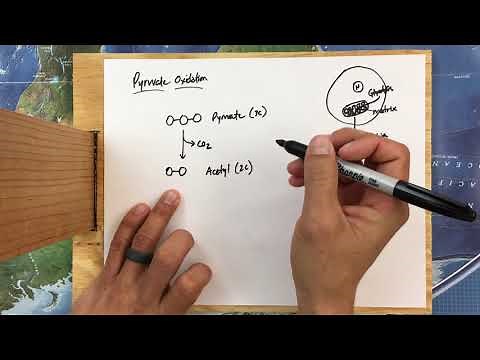 Pyruvate Oxidation