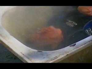 Kate Humble gets in a bath wearing wetsuit (full video)