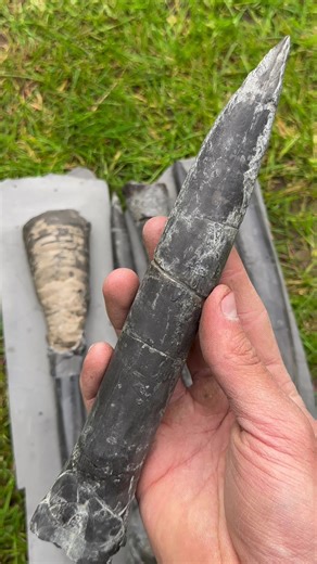 Giant Belemnite Fossil Discovery at Yorkshire Fossils