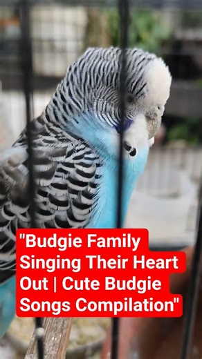 Budgie Family Singing Their Heart Out | Cute Budgie Songs Compilation #birds #budgies