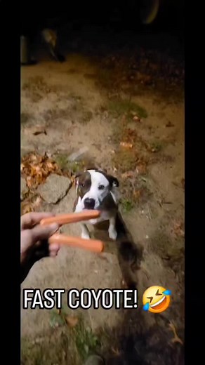 Weave The Coyote Funny Moments with Cat, Dog, and Human Interactions