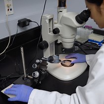 Microinjection and Imaging in Xenopus laevis | JoVE Journal