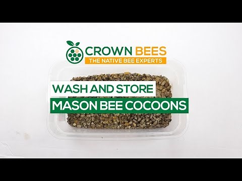 How to Wash and Store Mason Bee Cocoons