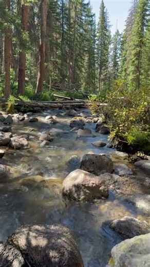 Wind River streams: Nature's white noise #nature #relaxation #forest