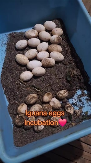 Iguana Eggs Incubation Guide: Tips for Success