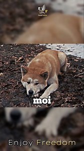 Nul doute, le chien est le meilleur ami de l’homme ! ✨🐶 HATCHI ~ FILM ~ ÉDIT ~ #Hatchi #films #edit ✨🐶 | Enjoy Freedom