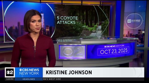 Coyote mauls dog to death in latest New Jersey attack