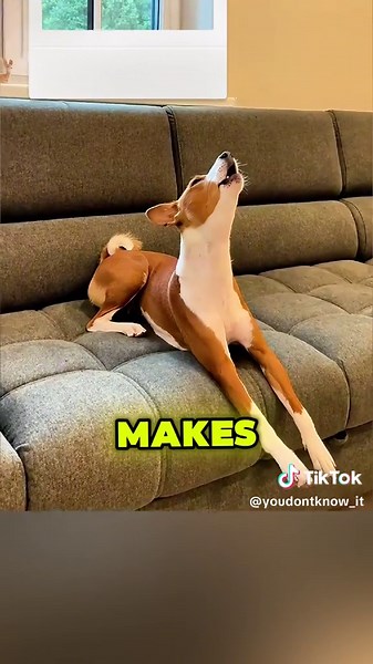 Discover the Unique Basenji Dog That Doesn't Bark