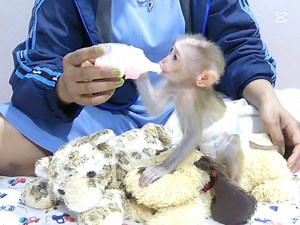 Small Baby Girl Drink Milk So Fast Until Vomiting | Monkey Pets