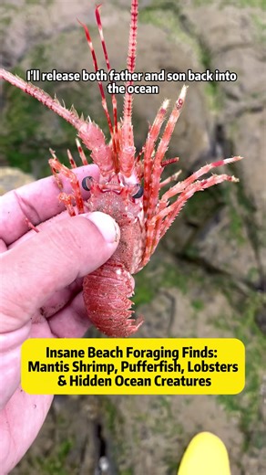 Insane Beach Foraging Finds: Mantis Shrimp, Pufferfish, Lobsters & Hidden Ocean Creatures Today's beach foraging adventure turned into an unbelievable ocean discovery journey! From a spiky porcupinefish to a powerful mantis shrimp and even a hidden lobster family, every step along the shoreline revealed something new and exciting. Exploring tide pools and rocky shores, just like you'd see in California or Florida beaches, we uncovered fascinating marine life hiding in plain sight. The mantis shr