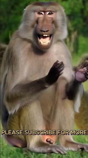 🤣 Gorillas Acting Like Humans - This Is Too Funny!