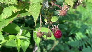 Raspberry season is arriving (vid 7.4.21). Strawberries are here, blueberries not far behind, thimbleberries around the corner. Yummmm! Instagram.com/funintheup | Upper Peninsula of Michigan