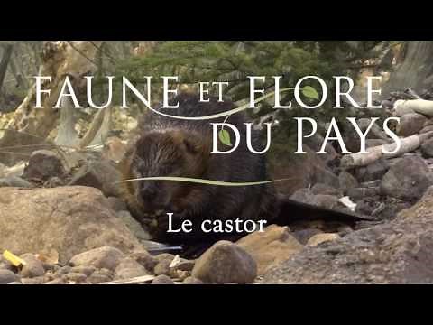 Le castor (30 secondes)