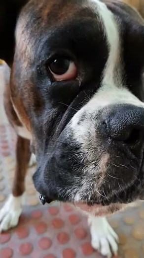 Boxer dog growling