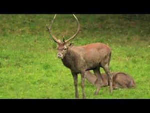 Cerf en rut sur une place du brame en pays d'Aspet .
