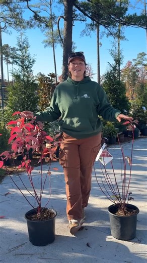 Jennavieve is explaining why fall is the best time for planting! 🍂 Come grab your favorite shrubs and start your fall planting before we hit frost. We are seeing amazing hues of red, orange, and yellow in our nursery! 🍁 We’re open till 5pm #CrossCreekNursery #FallPlanting #RichmondVA #RVA #GardenCenter #Fall | Cross Creek Nursery & Landscaping