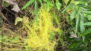 Cuscuta (tali putri, dodder, amarbel). Dodder is parasitic on a very wide variety of plants, including a number of agricultural and horticultural crop species