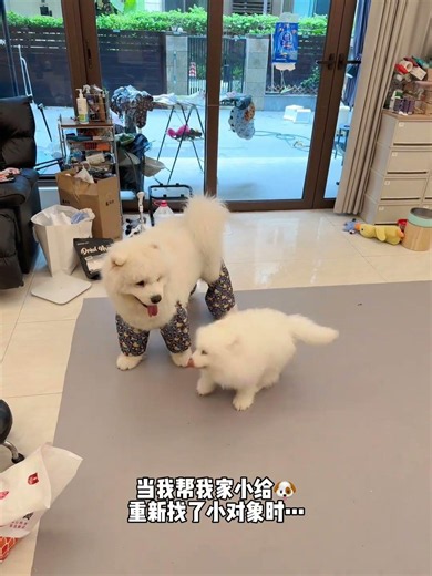 Samoyed: The Majestic Male Canine Statement