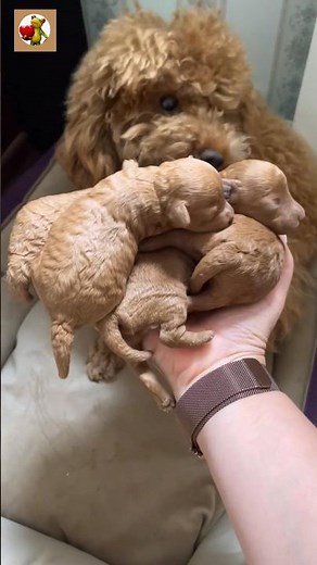 Newborn Puppies Sound ❤️ | Puppies crying #shorts