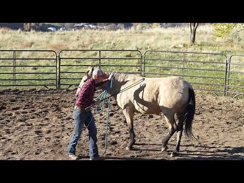 How to Groundwork a Horse- Yielding the Hindquarters