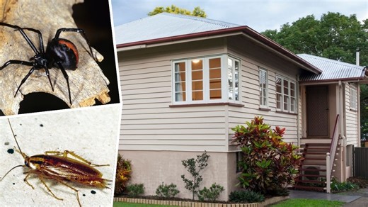 Invasion alert: ‘Perfect conditions’ trigger cockroach, spider, termite breeding frenzy