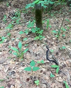 Bury a large dugout, Shelter building, Log cabin | Hardvaro