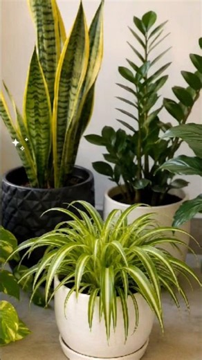 🌿 5 Easy Indoor Plants for Beginners 💚