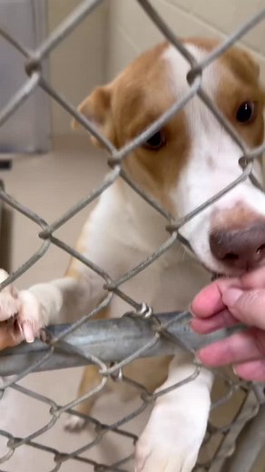 Getting to the shelter before it opens— seeing any box or bag at the front door is always a sinking feeling. Hoping it’s just donations— praying it’s nothing more. But this time the prayers didn’t work. Because inside the tiny crate was Orzo. Shaking, frozen stiff, afraid to move. Beside the crate was a grocery bag of the only things he had left. This is the last time he saw the people he loved, and he’s been lost ever since. We’re hoping this isn’t the last time he knows love but Orzo is out of