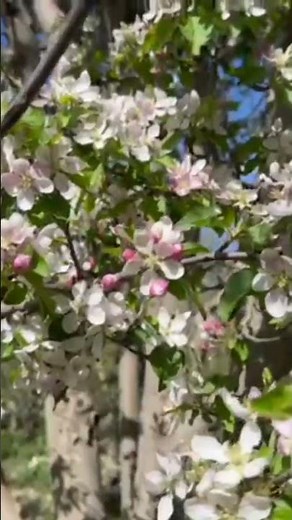🌹🌻 🏵️ The Magic of Apple Blossoms: Nature's Spring Symphony #nature 🌺🌹 🌼 🌸