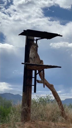 A Cougar Surveying Its Kingdom #animals #cougars